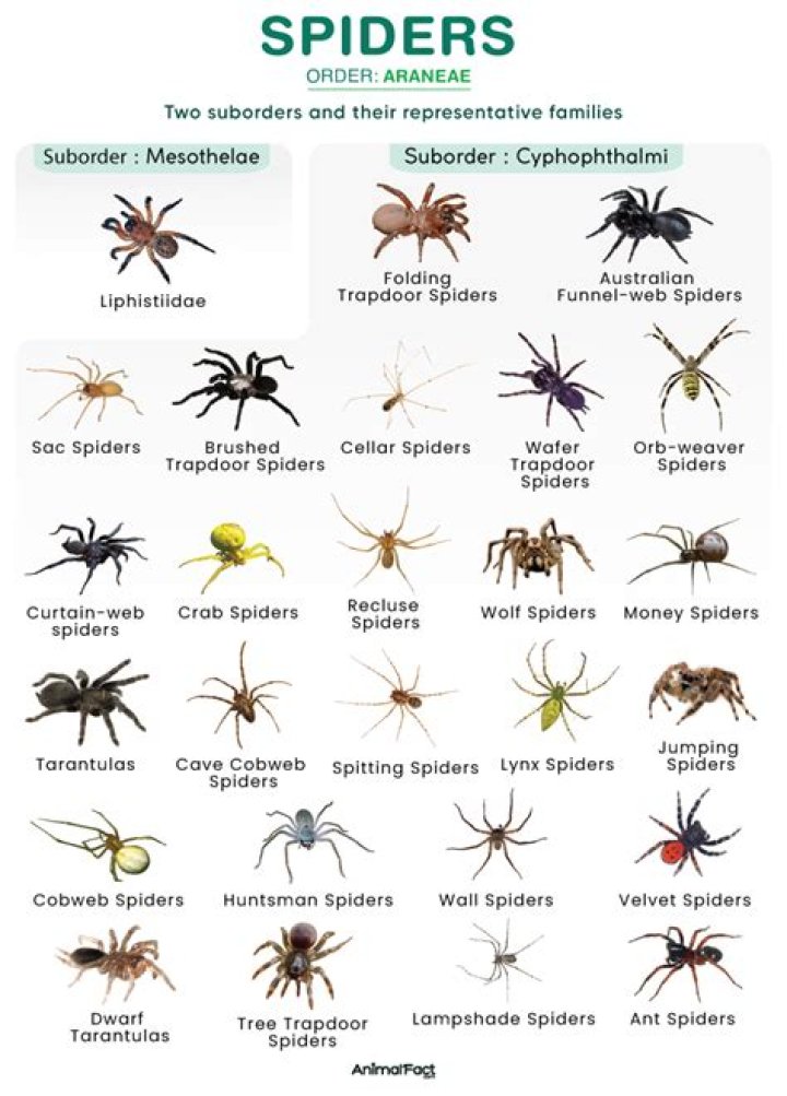 Are 8 legged spiders poisonous?