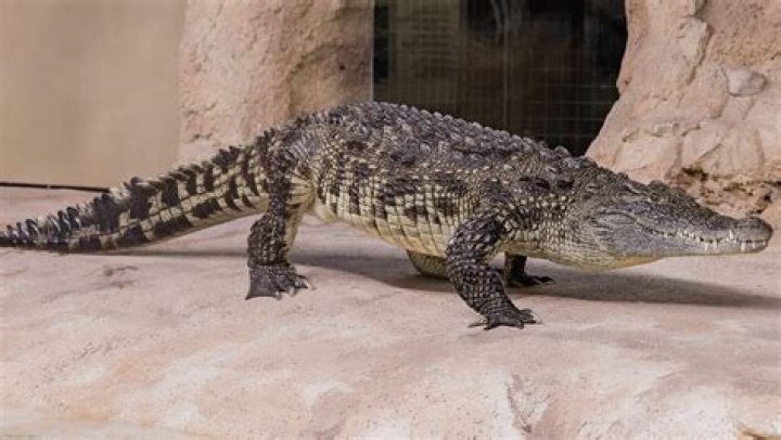 Are a crocodile a mammal?