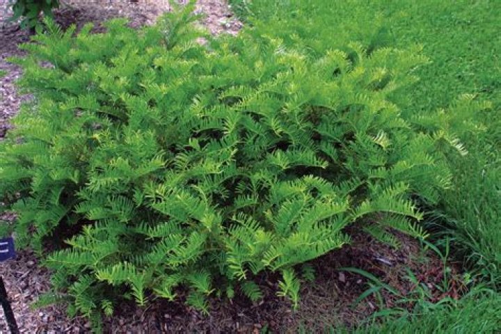Are acanthus deer resistant?