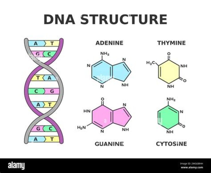 Are adenine and guanine isomers?