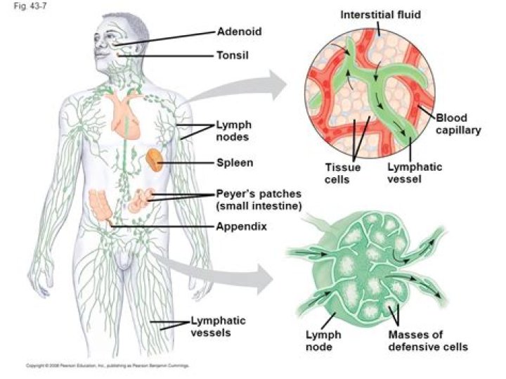 Are adenoids lymph nodes?