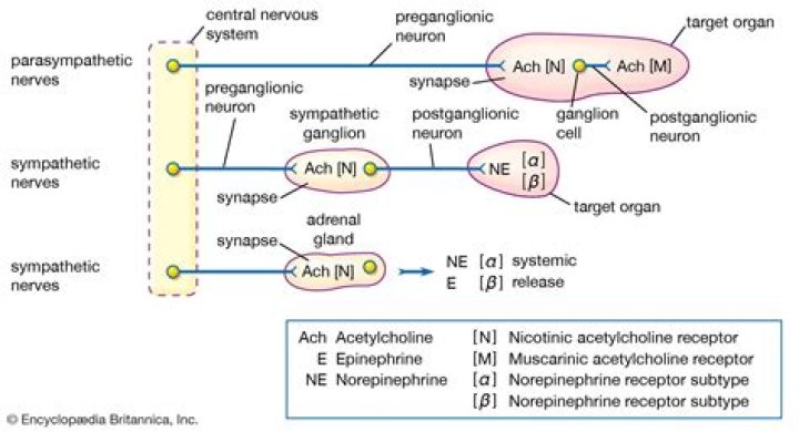 Are adrenergic receptors ionotropic or metabotropic?