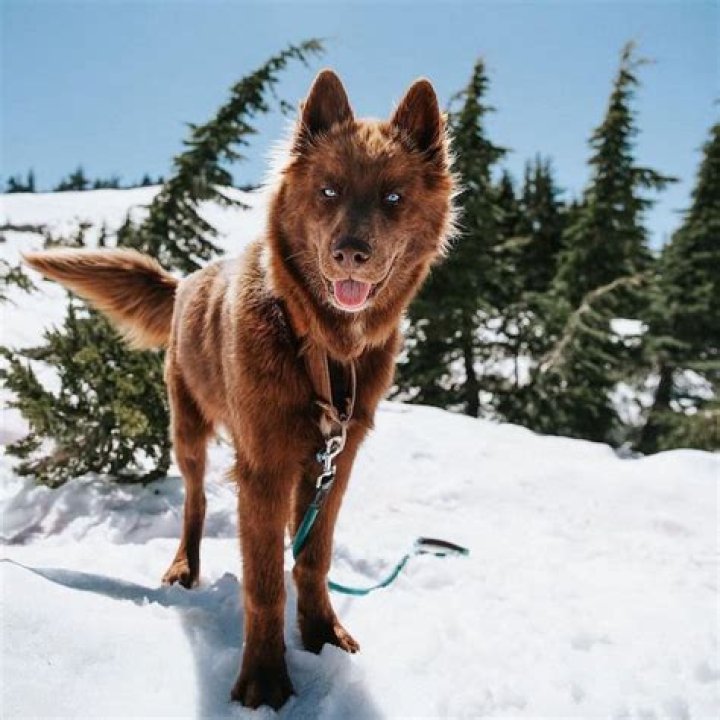 Are agouti huskies rare?