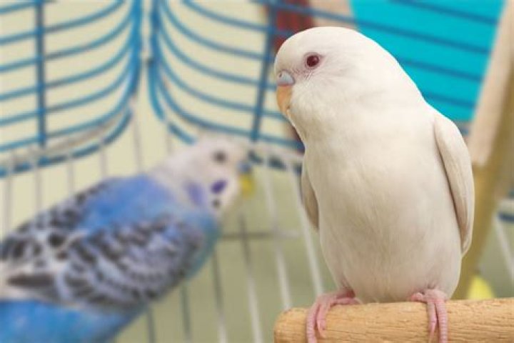Are albino budgies rare?