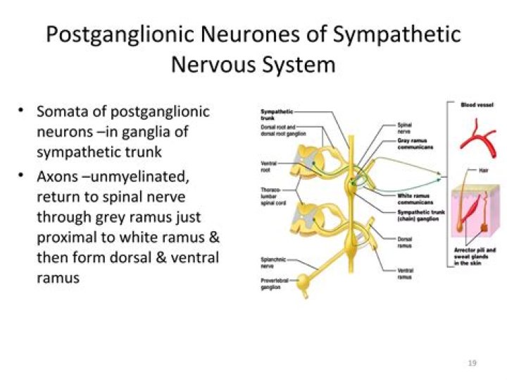 Are all postganglionic neurons unmyelinated?