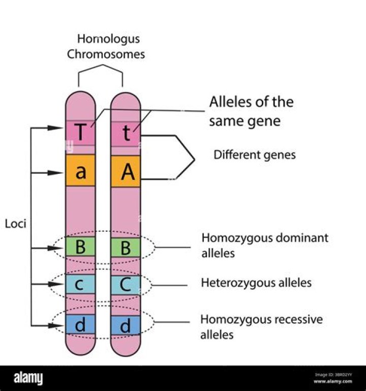 Are alleles located on nonhomologous chromosomes?