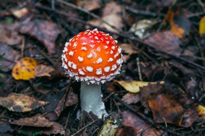 Are amanita muscaria edible?