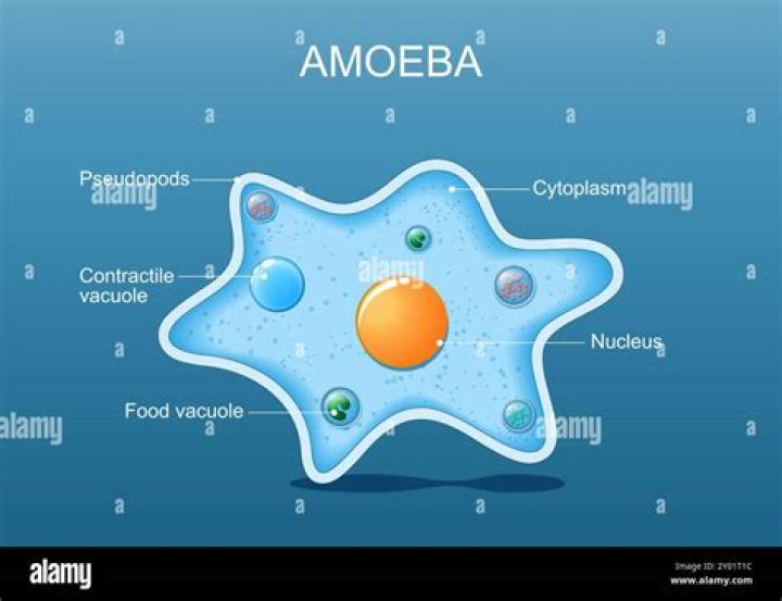 Are amoeba single celled organism?