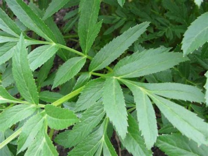 Are angelica leaves edible?