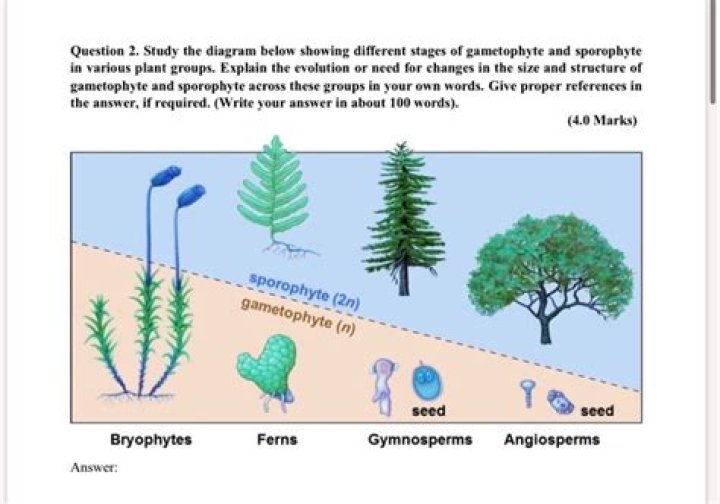 Are angiosperms gametophyte or sporophyte dominant?