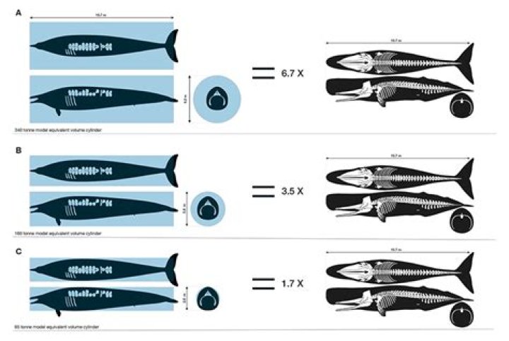 Are animals scaled up isometrically?