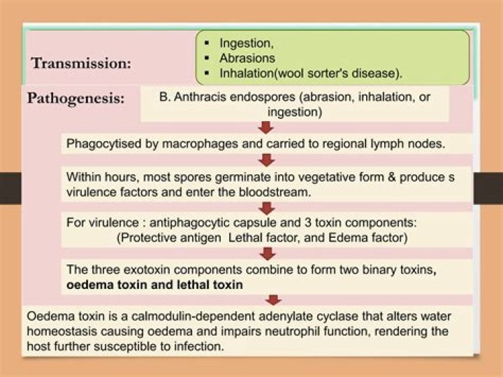 Are anthrax very contagious?