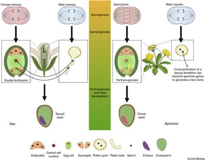 Are apomictic seeds found in brassica?