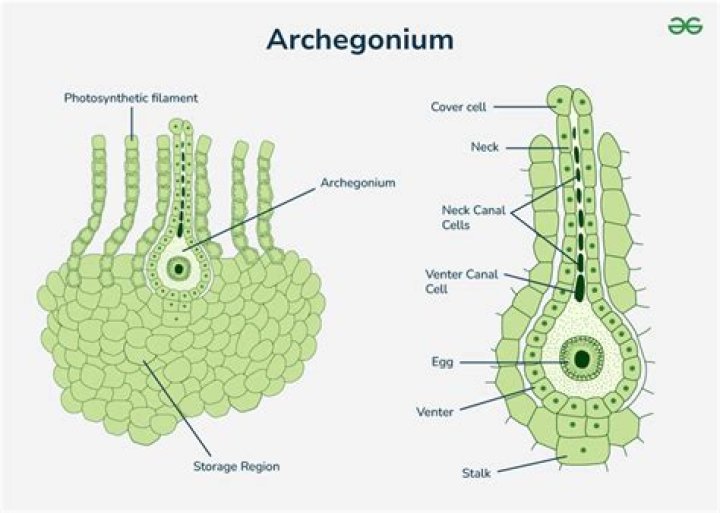 Are archegonia haploid or diploid?