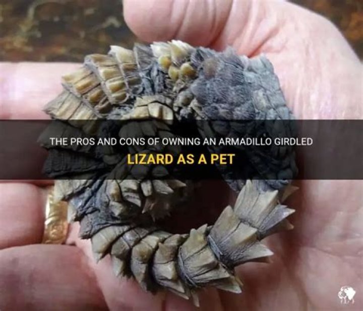 Are armadillo girdled lizard good pets?