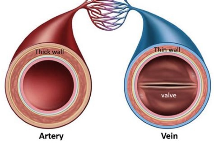 Are artery walls thicker than veins?