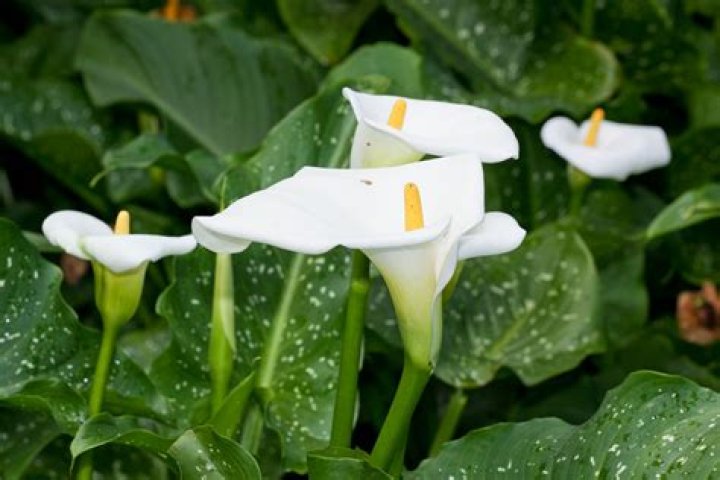 Are arum lilies poisonous to fish?