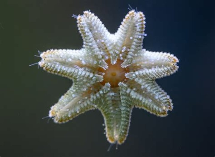 Are asterina starfish bad?