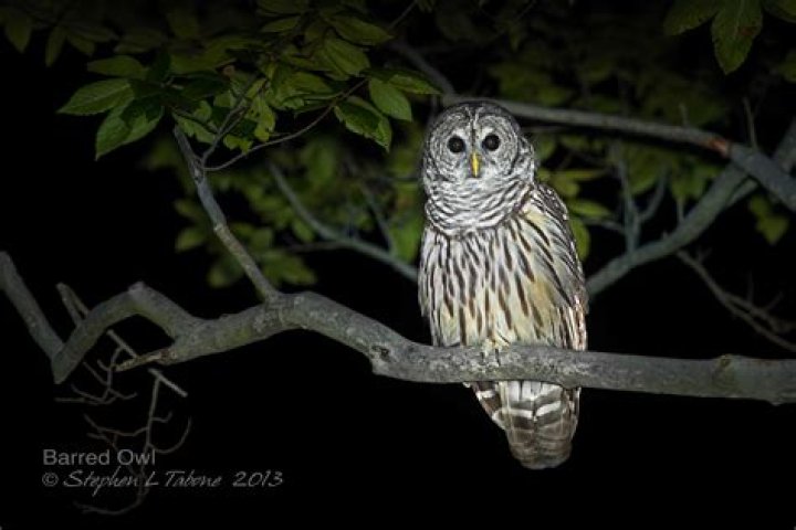 Are barred owls nocturnal?