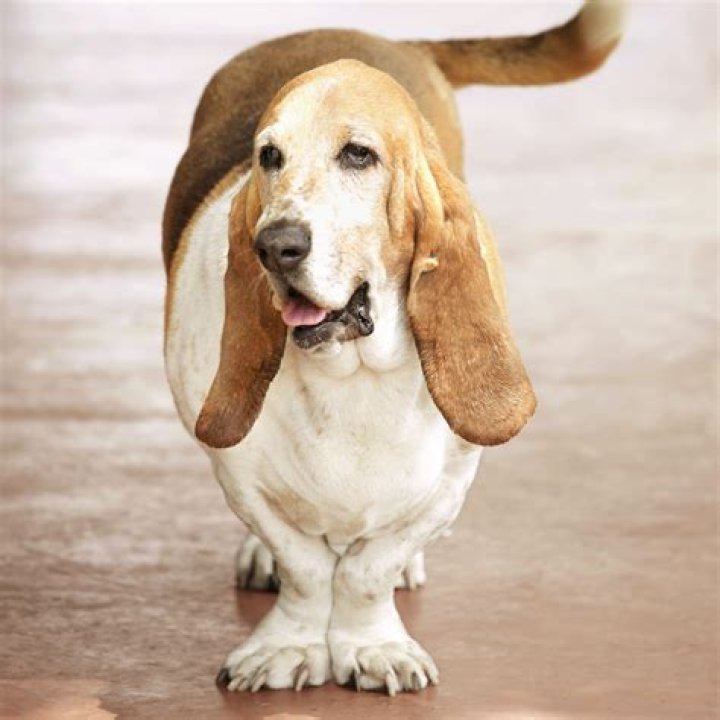 Are bassets good pets?