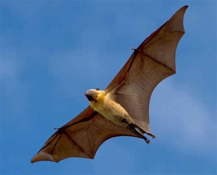 Are bats ever active during the day?