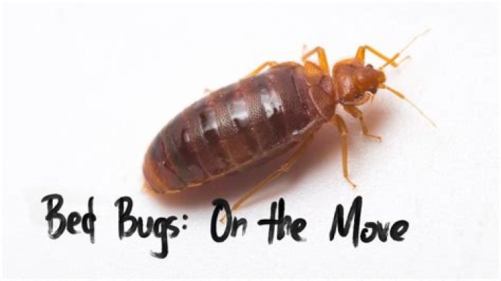 Are bed bugs fast moving?
