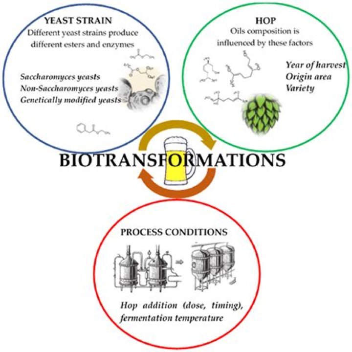 Are bioactivation and biotransformation the same?