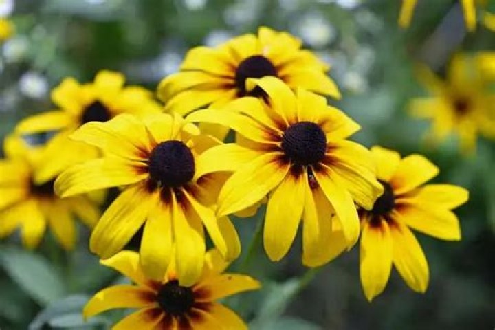 Are black eyed susan plants deer resistant?