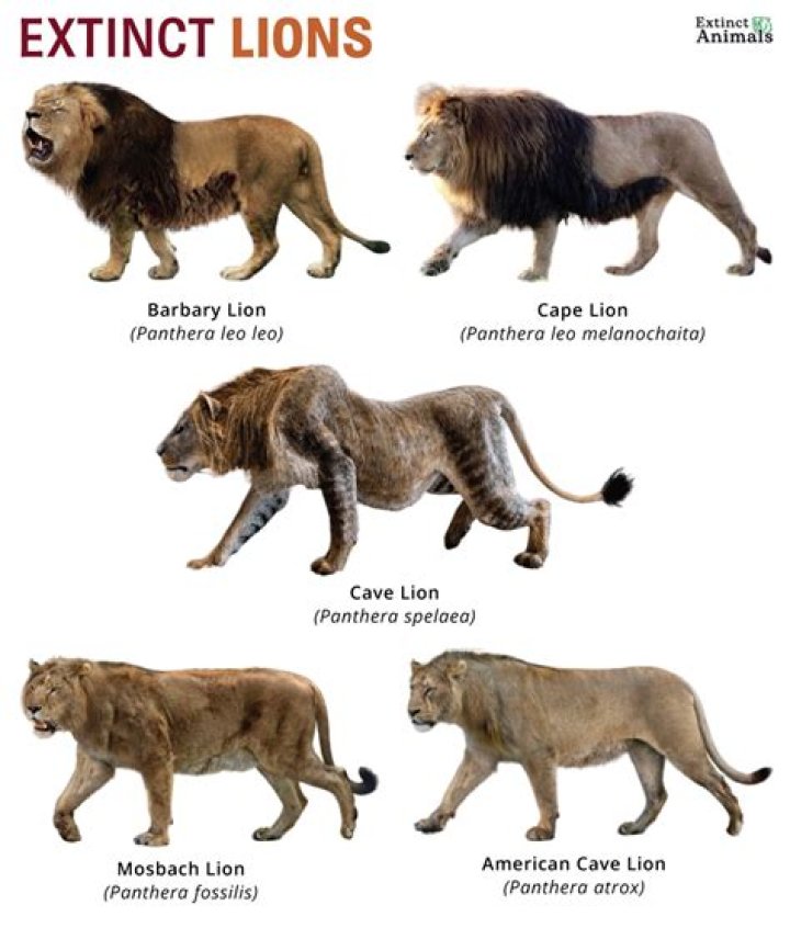 Are black maned lions extinct?