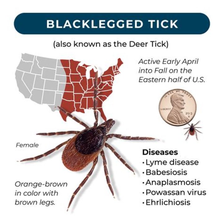Are blacklegged ticks harmful?