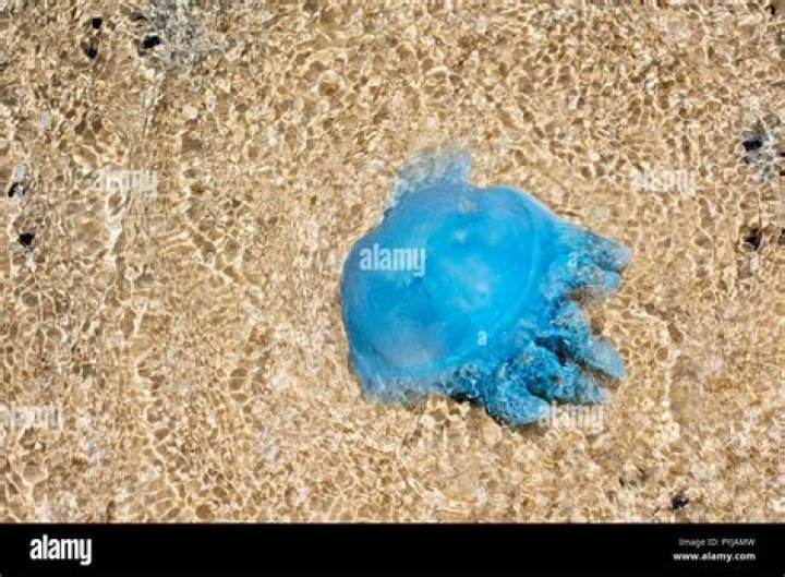 Are blue blubber jellyfish dangerous?