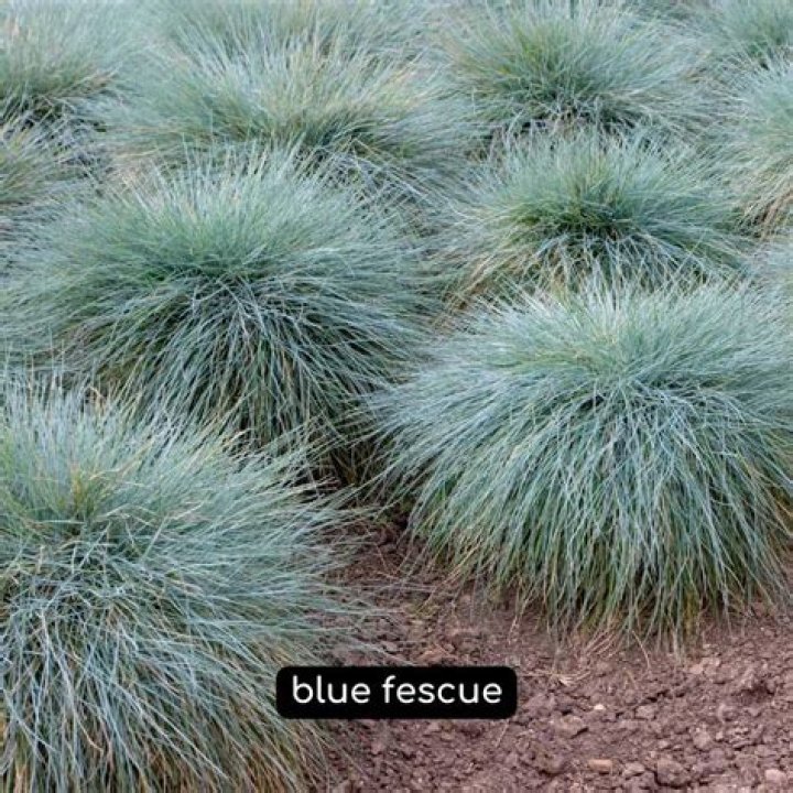 Are blue fescue drought tolerant?