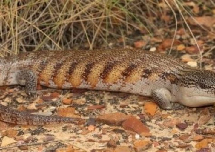 Are blue tongue lizards dangerous?