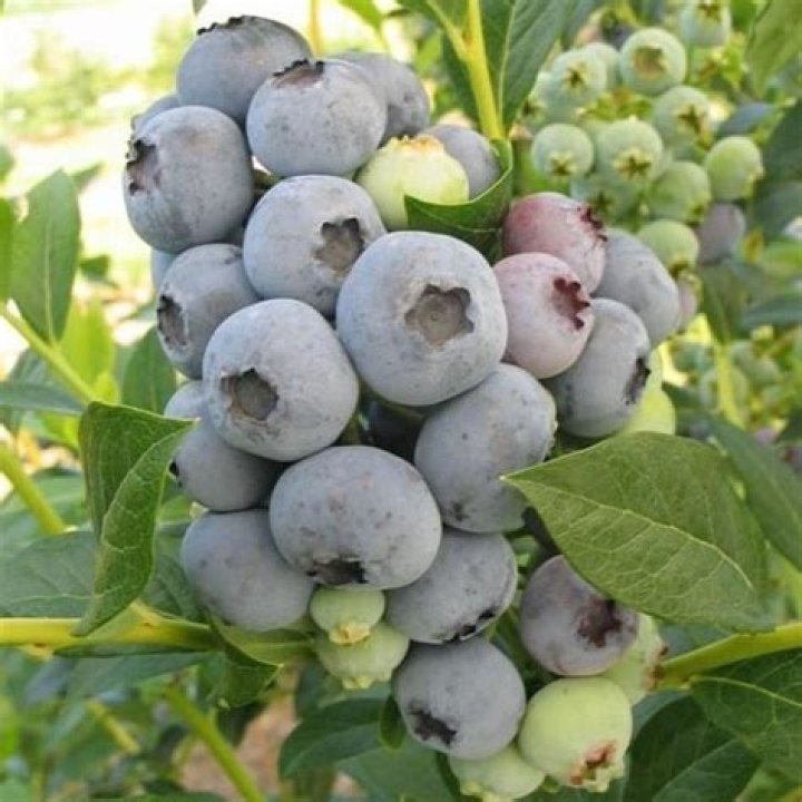 Are blueberries self fertile?