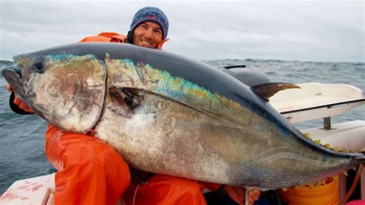 Are bluefin tuna dangerous?