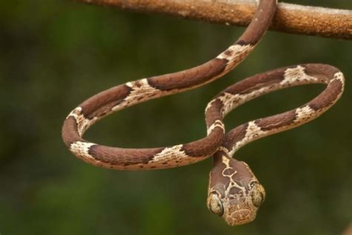 Are blunt headed tree snake venomous?