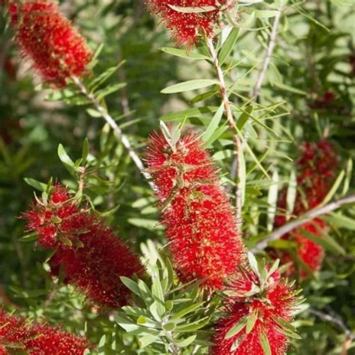 Are bottlebrush fast growing?