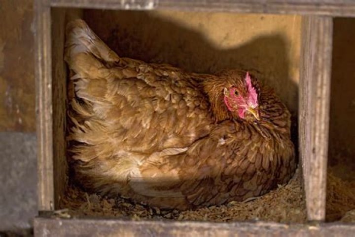 Are brahmas chickens broody?