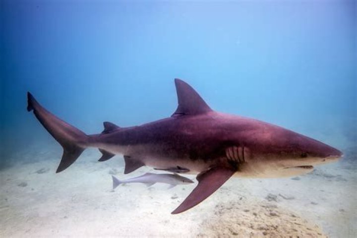 Are bull sharks euryhaline?