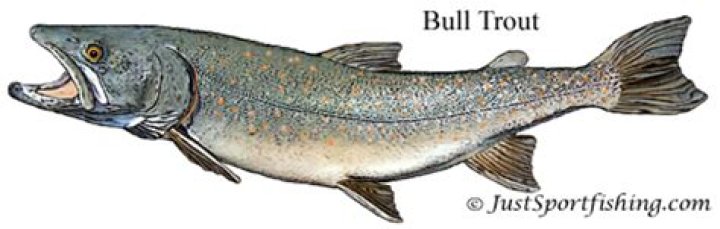 Are bull trout good to eat?