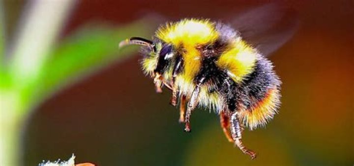 Are bumble bees dangerous?