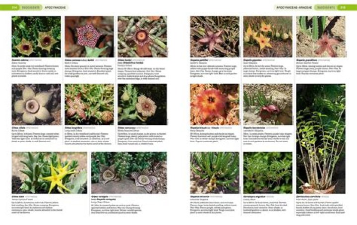 Are cactus indigenous to south africa?