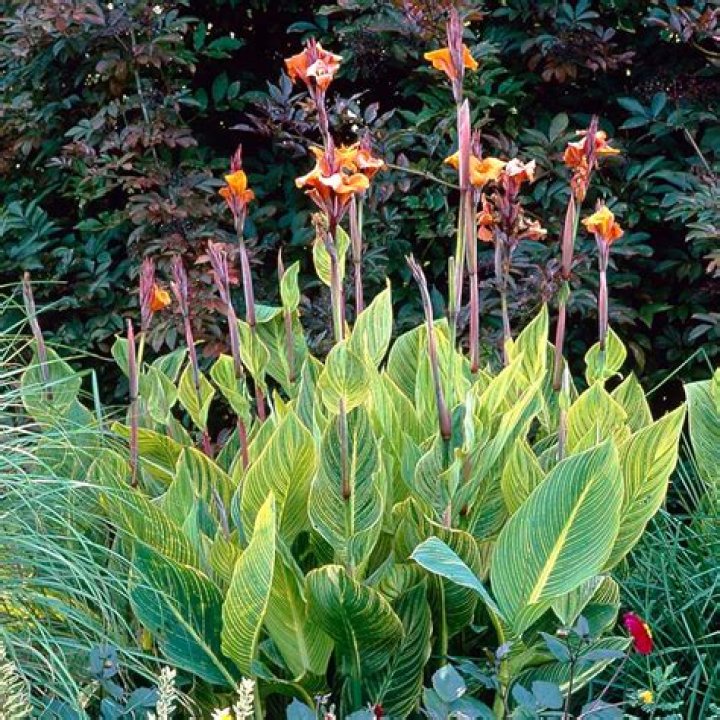 Are canna pretoria perennials?