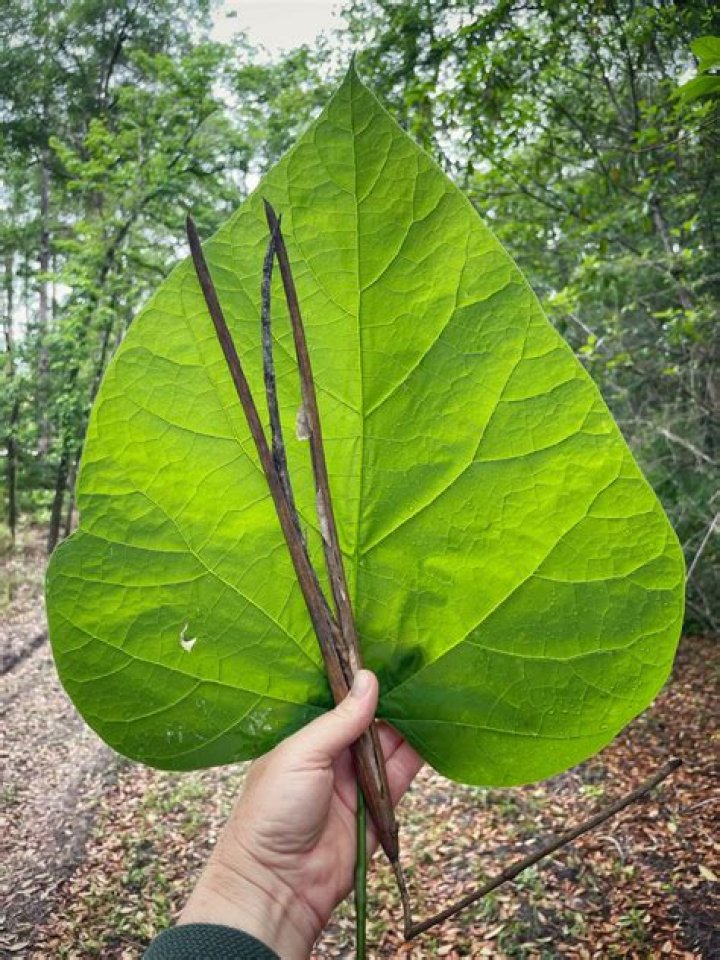 Are catalpa leaves poisonous?