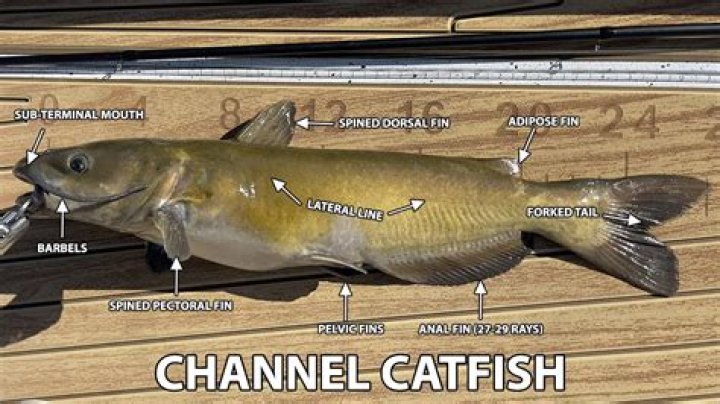 Are catfish bony fish?