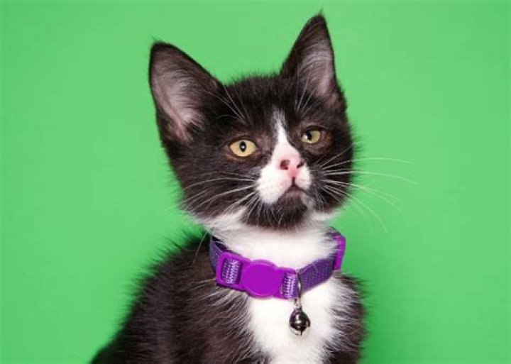 Are cats bothered by loud music?