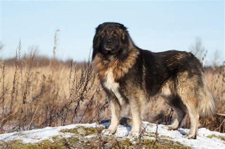 Are caucasian shepherds good guard dogs?