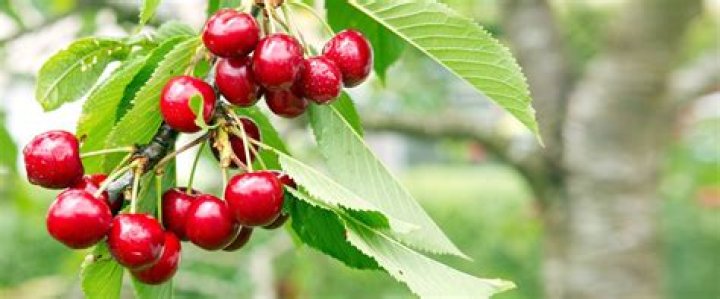 Are. cherries good for dogs?