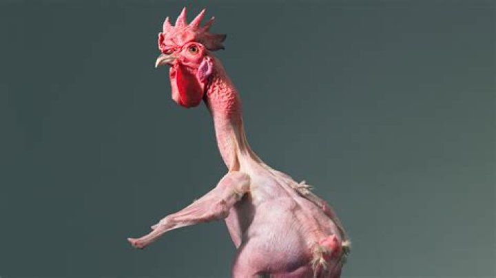 Are chickens plucked alive?