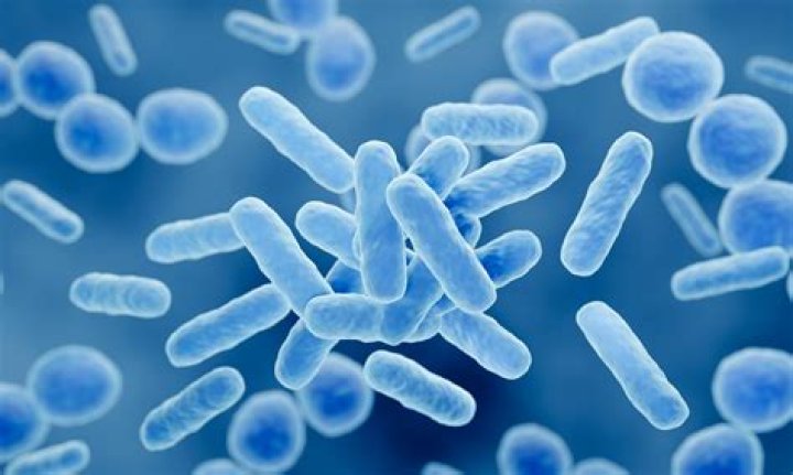 Are cholera bacteria probiotics?